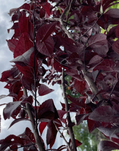 Slivka čerešňoplodá ´Pissardi´ - Špalliera