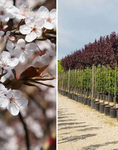 Slivka čerešňoplodá ´Pissardi´ - Špalliera