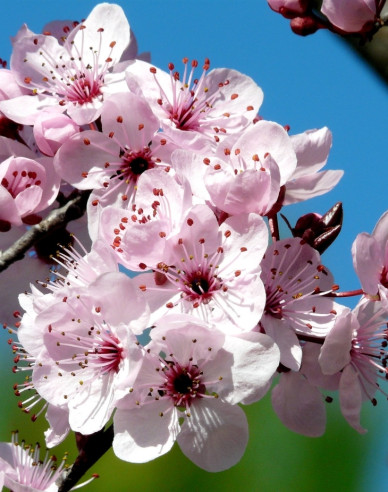 Slivka čerešňoplodá ´Pissardi´