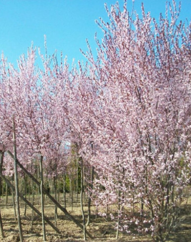 Slivka čerešňoplodá ´Pissardi´