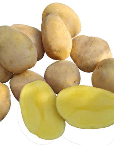 Sadbové zemiaky ´Wendy´ 5kg