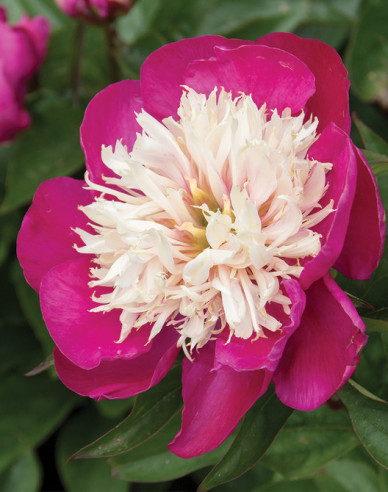 Pivonka čínska  ’White Cap’