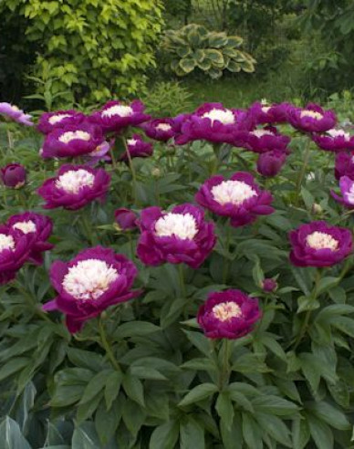 Pivonka čínska  ’White Cap’