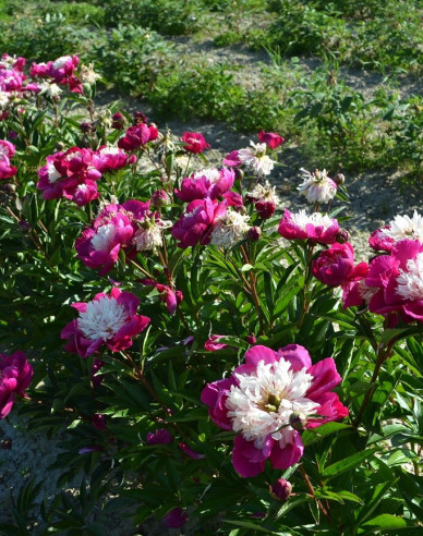 Pivonka čínska  ’White Cap’