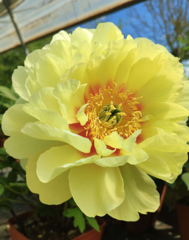 Pivonka itoh ’Bartzella’  hybrid