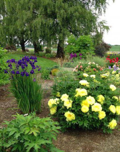 Pivonka itoh ’Bartzella’  hybrid