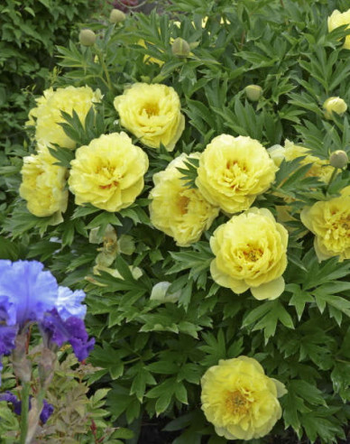 Pivonka itoh ’Bartzella’  hybrid