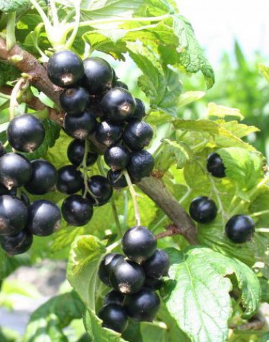 Ríbezľa čierna ´Cassisima Noiroma´  Stromčeková, 2l