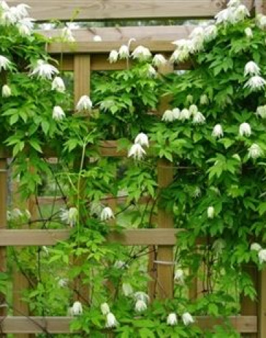 Plamienok  ‘Albina Plena´