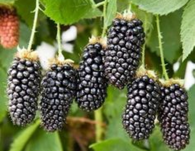 Černica (Rubus fruticosus "Black Butte"
