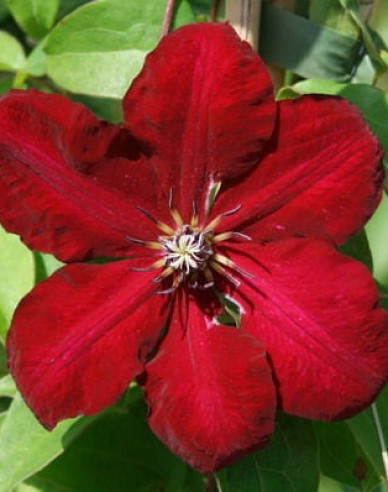 Plamienok  ’Solidarnosc’