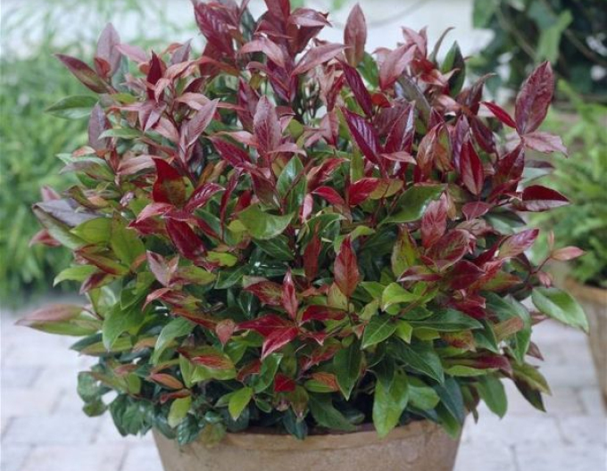 Leukote previsnuté SCARLETTA