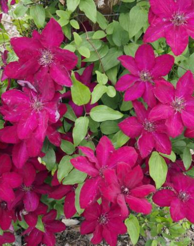 Plamienok  ’Solidarnosc’