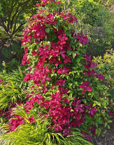 Plamienok  ’Solidarnosc’