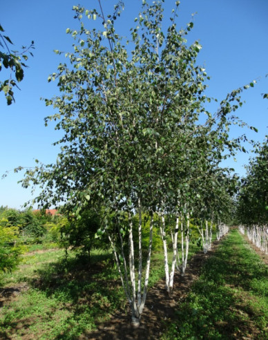 Breza himalájska ´JACQUEMONTII´   viackmeň  125/150cm