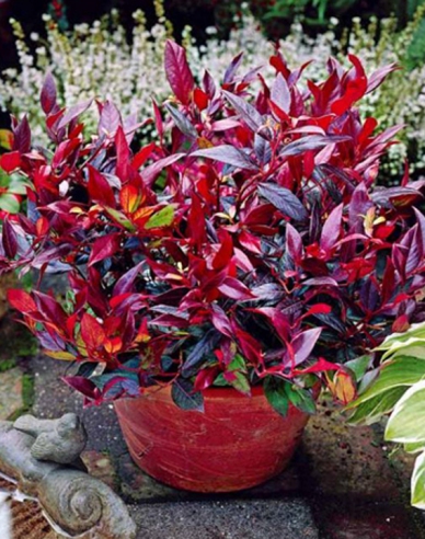 Leukote previsnuté SCARLETTA