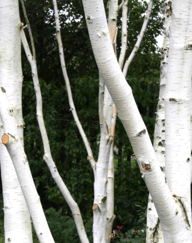 Breza himalájska ´JACQUEMONTII´   viackmeň  125/150cm