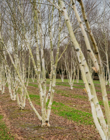 Breza himalájska ´JACQUEMONTII´   viackmeň  125/150cm