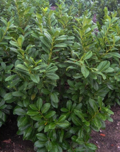 Vavrínovec lekársky ´Novita´ 3L