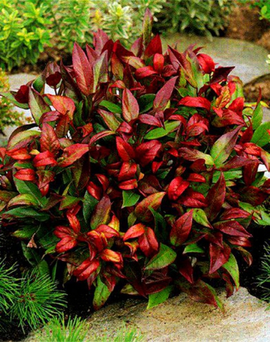 Leukote previsnuté SCARLETTA