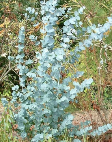 Eukalyptus ´Gunni´ 200 - 250cm