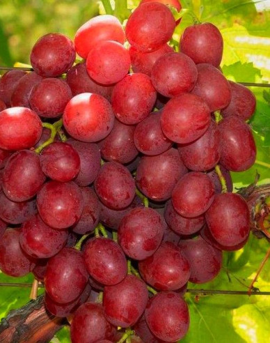 Vinič stolový ´Vanesa´