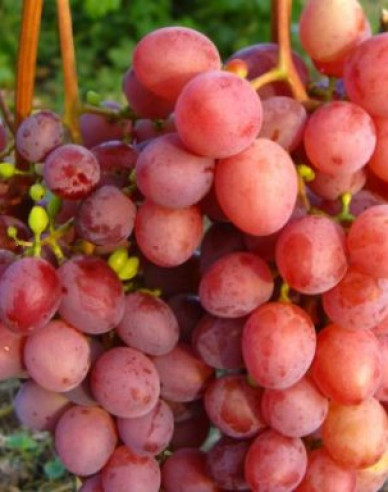 Vinič stolový ´Vanesa´