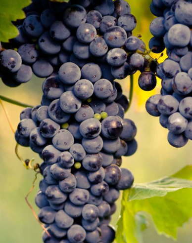 Vinič stolový ´Muscat Blue´