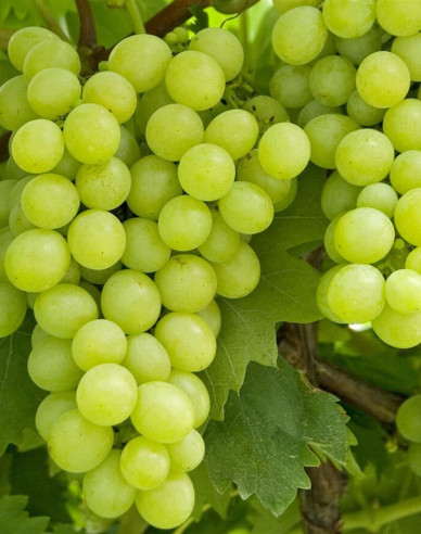 Vinič stolový ´Lakemont´