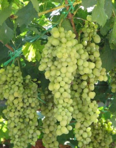 Vinič stolový ´Lakemont´