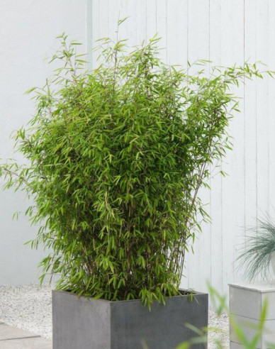 Bambus ´Fargesia Nitida Volcano´