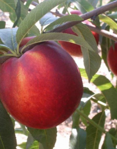 Nektarinka ´Venus´neskorá, podp. Ishtara, kont. 5l