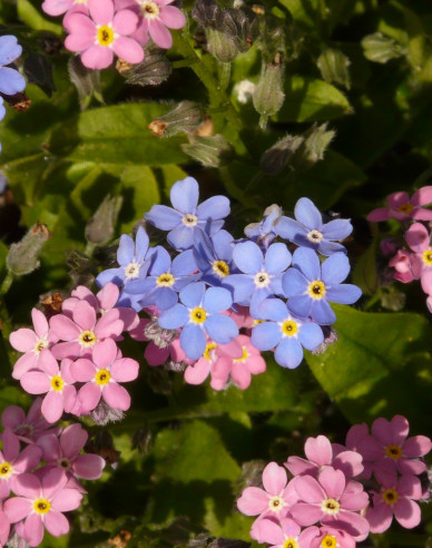 Nezábudka lesná ´Ružová´