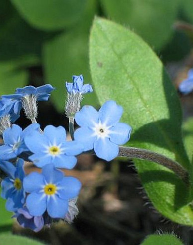 Nezábudka lesná ´Modrá´