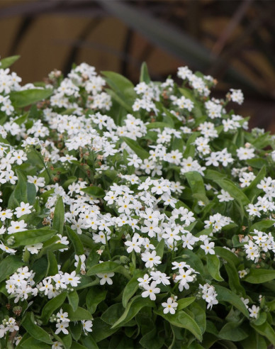 Nezábudka lesná ´Biela´