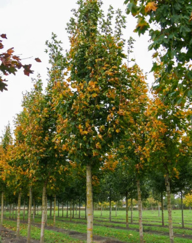 Javor mliečny ´Cleveland´