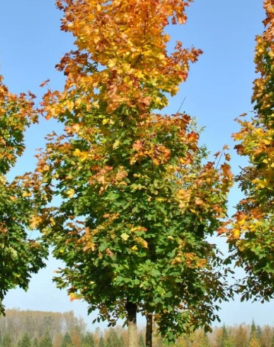 Javor mliečny ´Cleveland´