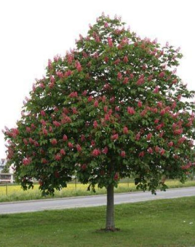 Pagaštan pleťový ´Briotii´