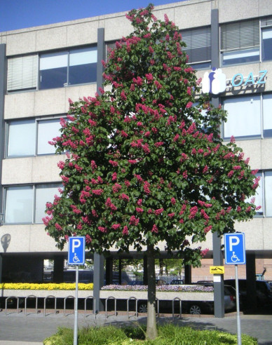 Pagaštan pleťový ´Briotii´