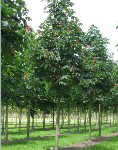 Pagaštan pleťový ´Briotii´