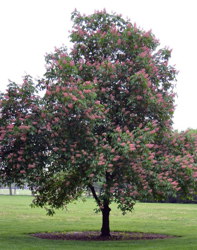 Pagaštan pleťový ´Briotii´