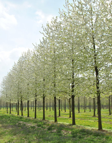 Čerešňa vtáčia ´Plena´