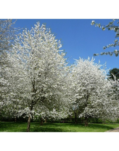 Čerešňa vtáčia ´Plena´