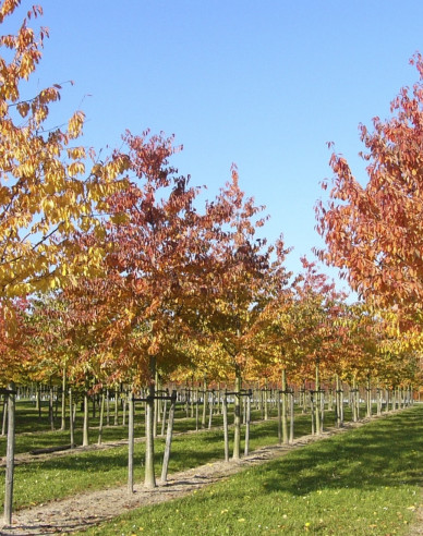 Čerešňa vtáčia ´Plena´