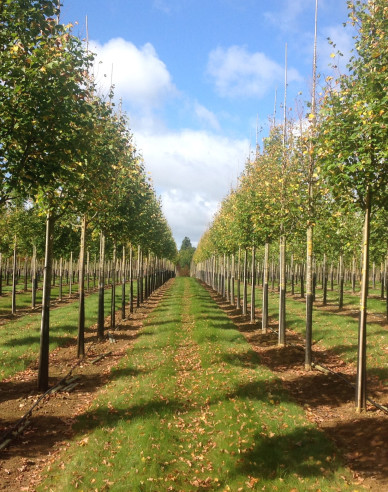 Lipa malolistá ´Rancho´