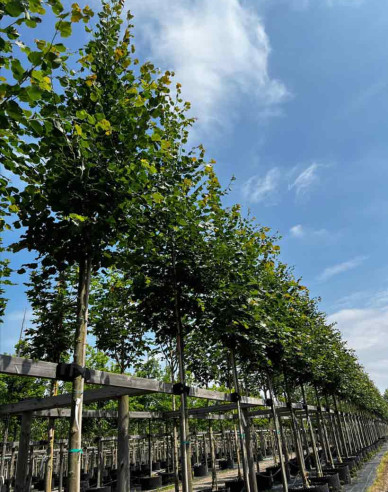 Lipa malolistá ´Rancho´