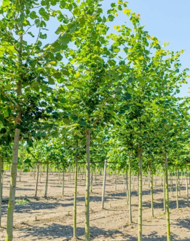 Lipa malolistá ´Rancho´