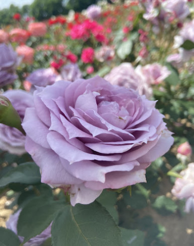 Ruža stromčeková ´INNOVA´