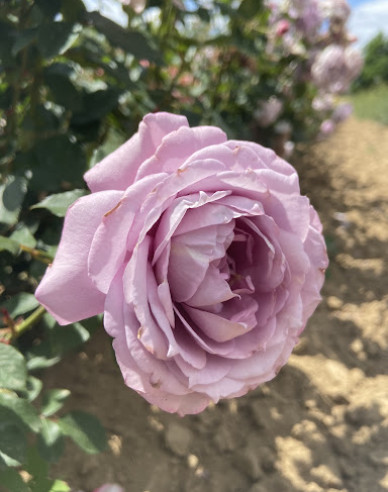 Ruža stromčeková ´INNOVA´