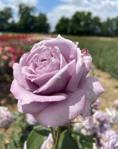 Ruža stromčeková ´INNOVA´